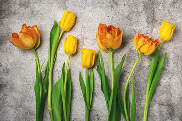 orange and yellow tulips on a concrete gray background