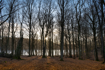 Fototapeta premium Setting sun in the forest