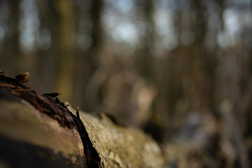 An out of focus fallen tree in the woods