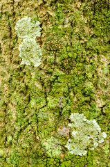 Lichen And Algae On Tree Bark