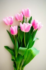 bouquet of tulips isolated on white