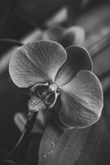 Orchid in Black and White