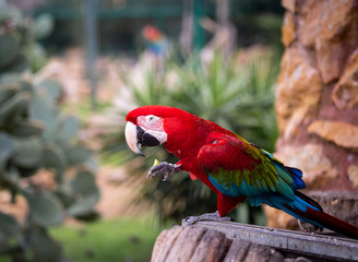 A Beautiful Red and Green Macaw Eats Some Fruit