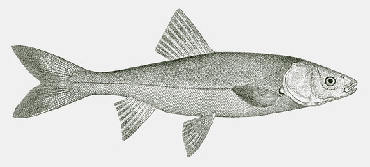 Sacramento blackfish, orthodon microlepidotus, a fish from central california in side view