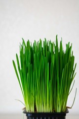 green grass isolated on white background