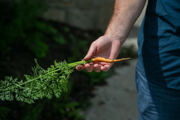 Urban Garden and a Carrot 