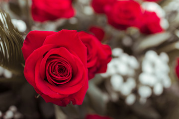 Red Roses