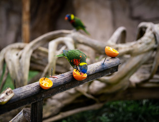 A Rainbow Lory eats a bit of Orange Nailed to a Post