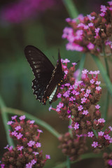 Butterfly in purple flower