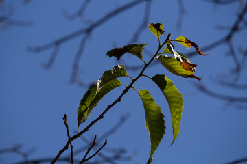 branch of tree with leaves on background of blue sky