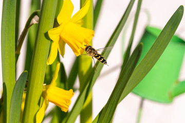 Fototapeta premium hoverfly (syrphidae) in flight to a daffodil (narcissus) blossom on sunny spring day with blurred bokeh background