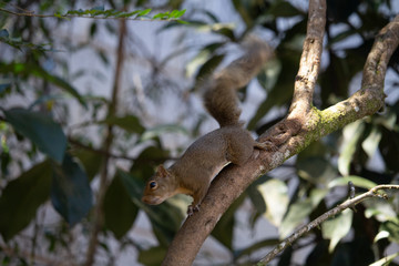 squirrel on tree
