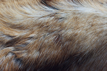 Blurred view of gray fur, close up view. Wildlife, animals, textures concept. Cropped shot of gray fur.  Abstract animals texture background.  Cropped shot of anglo-nubian goat's back.