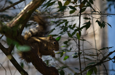 squirrel on tree