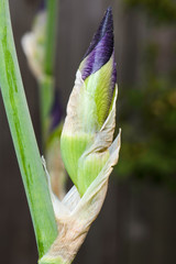 Beautiful closeup of purple Iris flower bulb beginning to bloom
