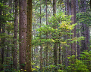 Filtered sunlight falling on a young western hemlock sapling growing in a temperate rainforest in British Columbia, Canada.