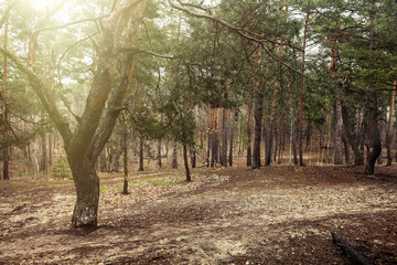 Spring coniferous forest nature landscape photography