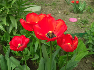 Tulips on a personal plot near the house