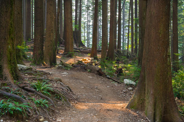 Hiking trail through the old growth rainforest at  Lynn Headwaters Regional Park in British Columbia.