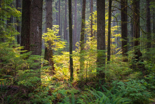 Filtered sunlight falling on a young western hemlock sapling growing in a temperate rainforest in British Columbia, Canada.