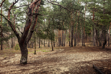 Spring coniferous forest nature landscape photography