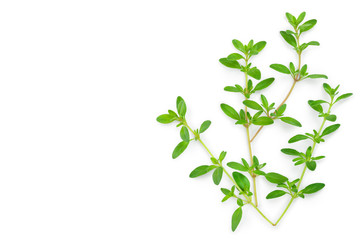 Fresh thyme spice isolated on white background. Copy space for your text.