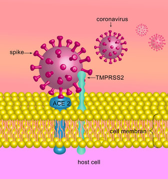 corona virus, SARS-CoV-2