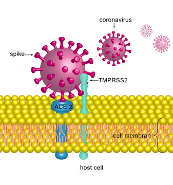 corona virus, SARS-CoV-2