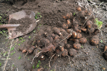 スコップとサトイモ