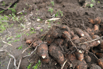 泥のついた採りたての里芋