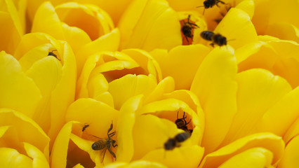 Many bees on bright fresh yellow and pink tulips collect pollen in 4K. Bees awakening from...