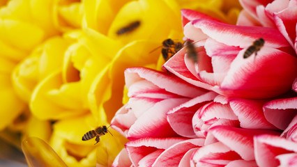 Many bees on bright fresh yellow and pink tulips collect pollen in 4K. Bees awakening from hibernation pollinate a field with spring colorful tulips, macro shot early flowers.