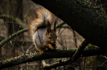  squirrel