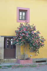 Fototapeta na wymiar Flowered camellia in the abandoned village of Granadilla in Caceres, Extremadura