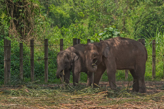 The smallest  Borneo Pygmies elephants in the Lok Kawi Wildlife Park.