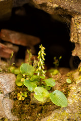 Small green plants growing in a hole in an old brick wall