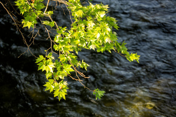Sunlit green tree leaves hanging out over the Lima river