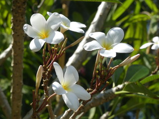 Fototapeta premium plumeria flowers, Sri Lanka