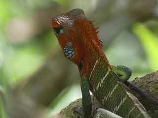 Close-up of head of green garden lizard, Sri Lanka
