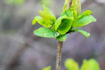 green branch of a tree
