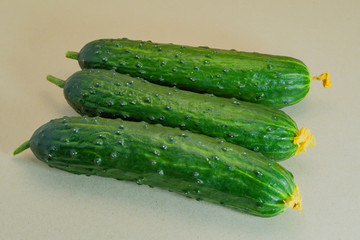 Fresh green cucumbers close-up on a grey background.
