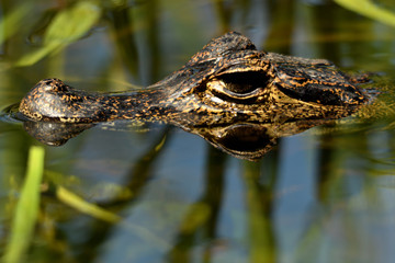 Pantanal alligator