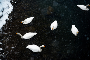 Obraz na płótnie Canvas Swans on the river, On a snowy day