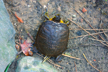 specimens of large water turtles resting near a pond in the undisturbed forest