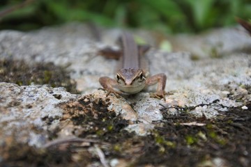 ニホンカナヘビ真正面向き