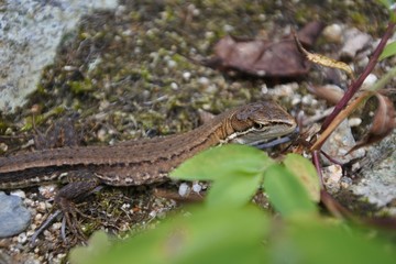 ニホンカナヘビ側面