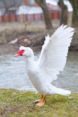muscovy duck