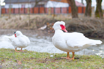 muscovy duck