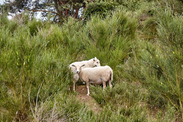 Sheep graze on the northern part of Hammeren peninsula, Bornholm island, Denmark..