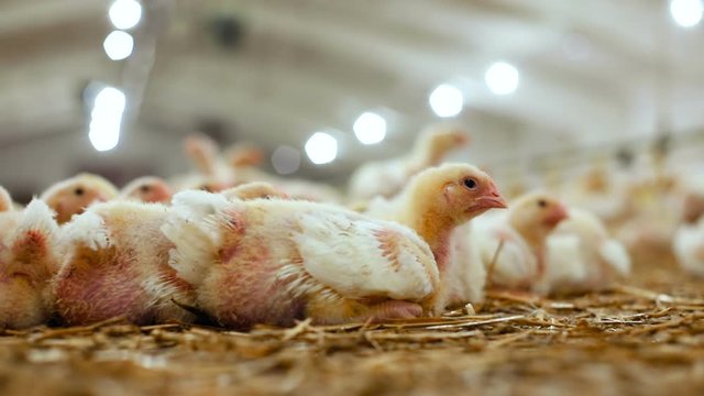 Chicken Close-up on the bird factory/ Chickens for fattening on a modern poultry farm